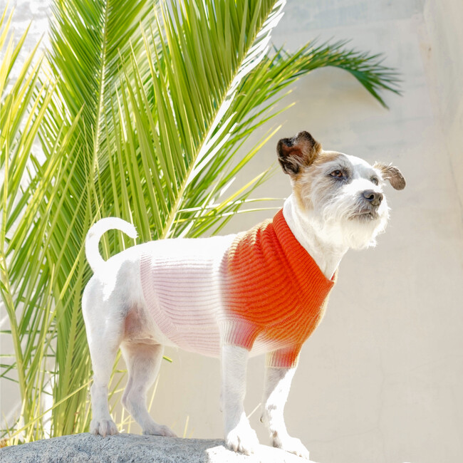The Major Sweater, Sugar - Dog Clothes - 3