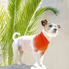 The Major Sweater, Sugar - Dog Clothes - 3