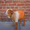 The Major Sweater, Tangerine - Dog Clothes - 4