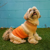 The Major Sweater, Tangerine - Dog Clothes - 5