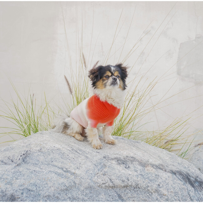 The Major Sweater, Sugar - Dog Clothes - 5