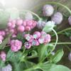 Petite Silver Clover Studs, Pink - Earrings - 2