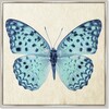 Blue Butterfly, Framed - Art - 1 - thumbnail