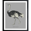 Struthio Camelus, Framed - Art - 1 - thumbnail