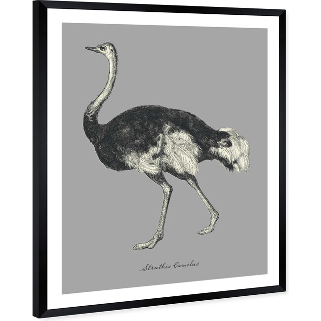 Struthio Camelus, Framed - Art - 3