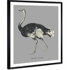 Struthio Camelus, Framed - Art - 3