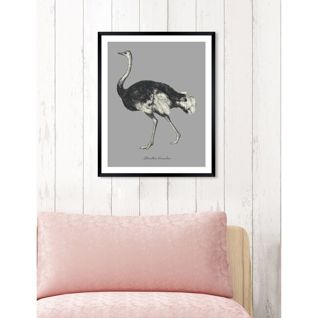 Struthio Camelus, Framed - Art - 5
