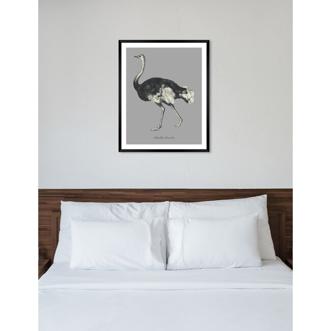 Struthio Camelus, Framed - Art - 6