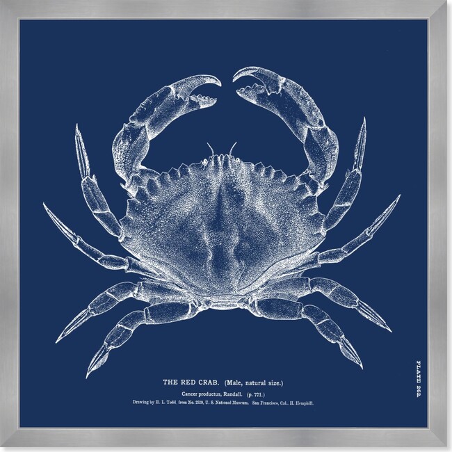 The Red Crab - Blue, Framed