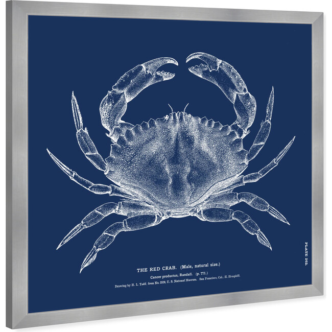 The Red Crab - Blue, Framed - Art - 3