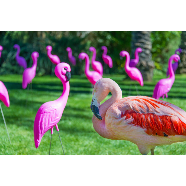 Lawn Flamingo - Art - 1