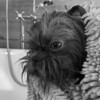 The Towel - Pet Grooming - 2