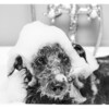 The Sensitive Deluxe Box - Pet Grooming - 3