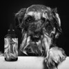 The Non Shedder Dog shampoo - Pet Grooming - 2