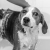 The Shedder Deluxe Box - Pet Grooming - 3