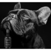 Proud The Scent For Pets - Pet Grooming - 2