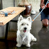 Ray Harness, Blue - Collars, Leashes & Harnesses - 2