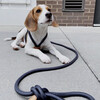 Ray Harness, Dark Grey - Collars, Leashes & Harnesses - 2