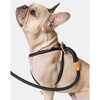 Ray Harness, Dark Green - Collars, Leashes & Harnesses - 2