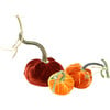 Exclusive Pumpkin Trio, Fall Sunset - Accents - 1 - thumbnail