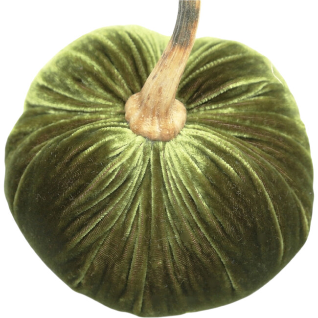 Velvet Pumpkin, Cactus