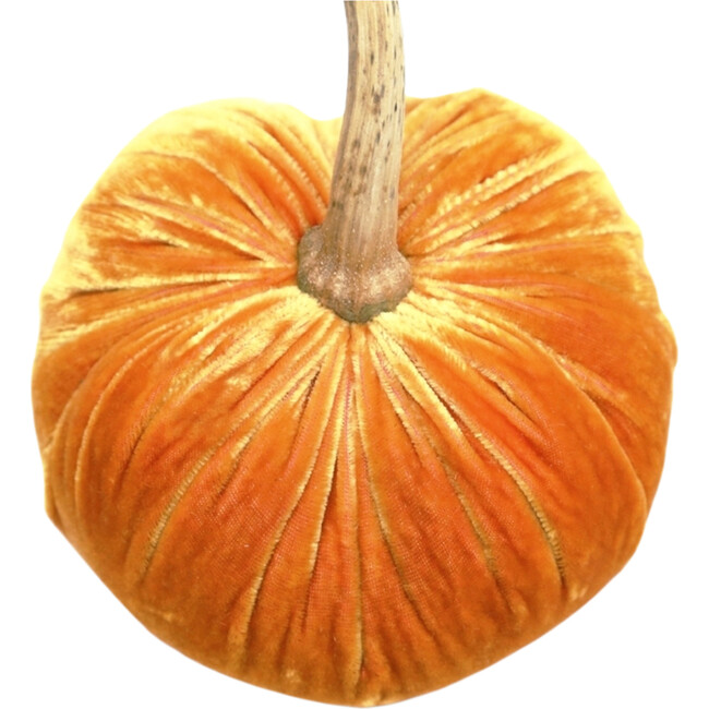 Velvet Pumpkin, Carrot
