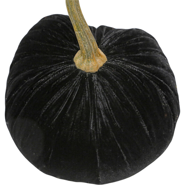 Velvet Pumpkin, Ebony