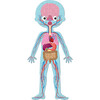 Human Body Educational Puzzle - Puzzles - 2