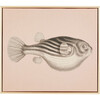 Blowfish Canvas Framed Art, Natural - Art - 1 - thumbnail