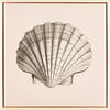 Scallop Shell Canvas Framed Art, Pink - Art - 1 - thumbnail