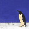Penguin Wooden Puzzle - Puzzles - 2