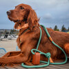 Ray Harness, Mint Green - Collars, Leashes & Harnesses - 2