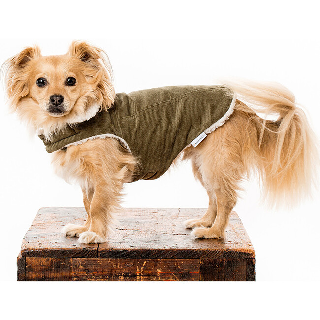 Modern Classic Coat, Olive Corduroy - Dog Clothes - 2