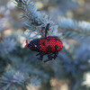 Beaded Ladybug Ornament, Red - Ornaments - 2