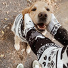 Dog Cabin Sweater - Dog Clothes - 7