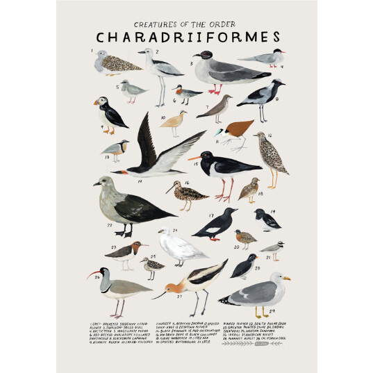 Creatures of the Order Charadriiformes - Art - 1