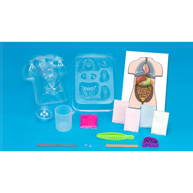 Gross Anatomy: Make-Your-Own-Squishy Human Body - STEM Toys - 2