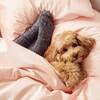 Luxe Core Set, Rose - Sheets - 2