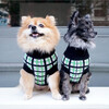 The Stella Sweater, Black and Green - Dog Clothes - 2