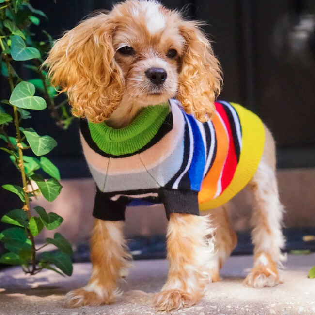 The Lupo Sweater, Multi Stripe - Dog Clothes - 3