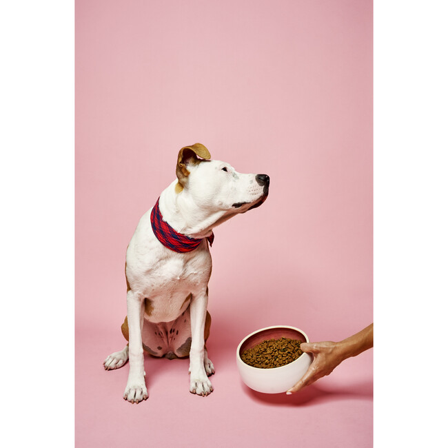 The Poppy, Pink