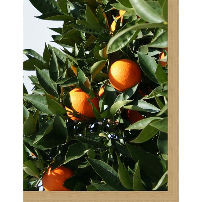 East Ojai Orange Tree by Nathan Turner - Art - 3