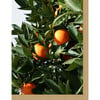 East Ojai Orange Tree by Nathan Turner - Art - 3