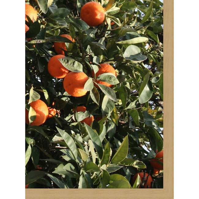 East Ojai Orange Grove by Nathan Turner - Art - 3