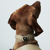 The Dórro Collar, Sand - Collars, Leashes & Harnesses - 3 - thumbnail