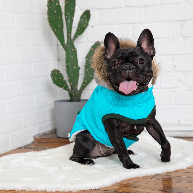 Winter Sailor Parka, Aqua - Dog Clothes - 2
