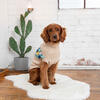 Winter Sailor Sweater, Oatmeal Mix - Dog Clothes - 2
