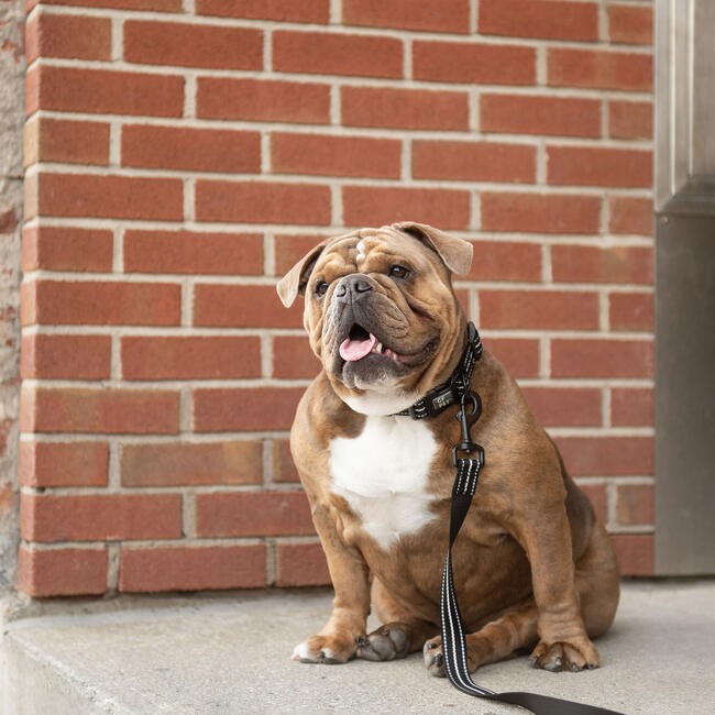 Reflective Leash, Black - Collars, Leashes & Harnesses - 2