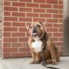 Reflective Leash, Black - Collars, Leashes & Harnesses - 2