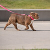 Reflective Collar, Neon Pink - Collars, Leashes & Harnesses - 2 - thumbnail